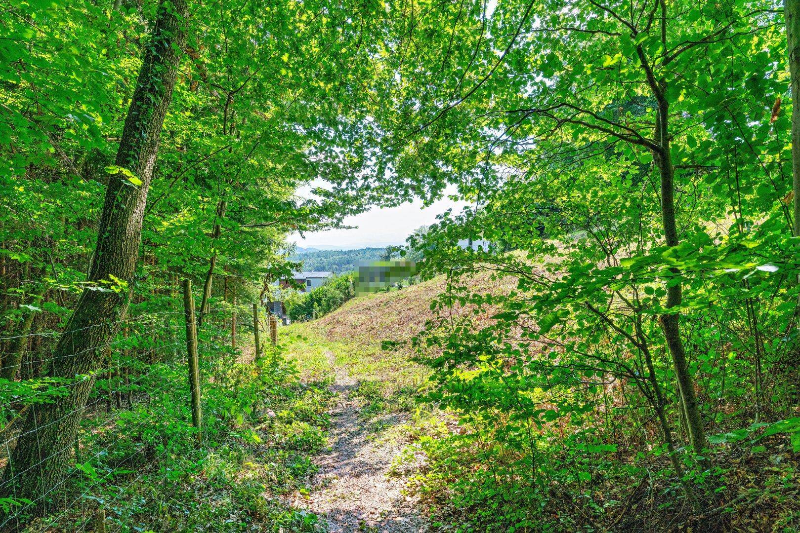 Blick aus dem Wald auf eine Lichtung mit Fernsicht auf Gebäude und Hügel.
