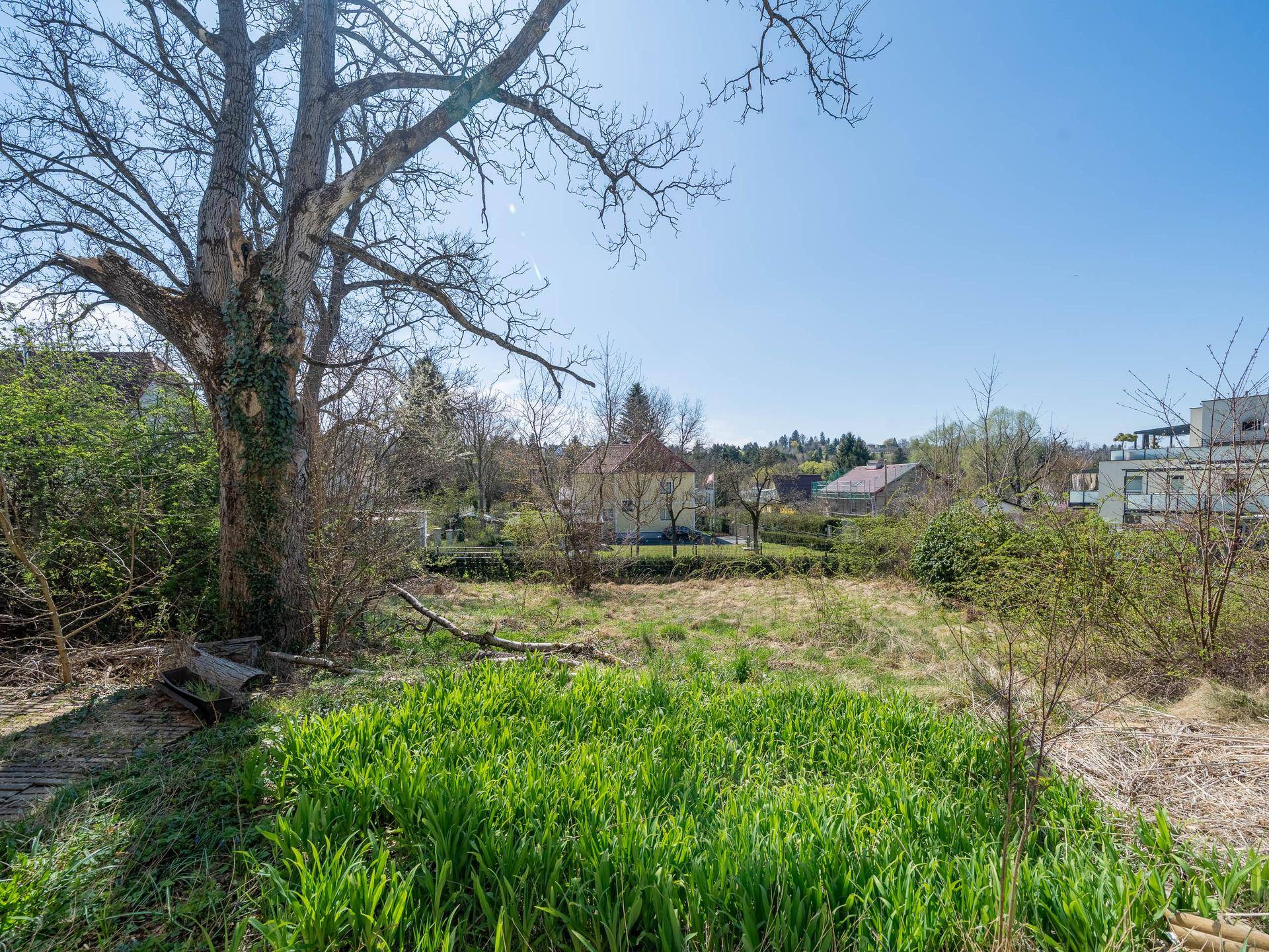 Großer, sonniger Gartenbereich mit altem Baumbestand und viel Grünfläche.
