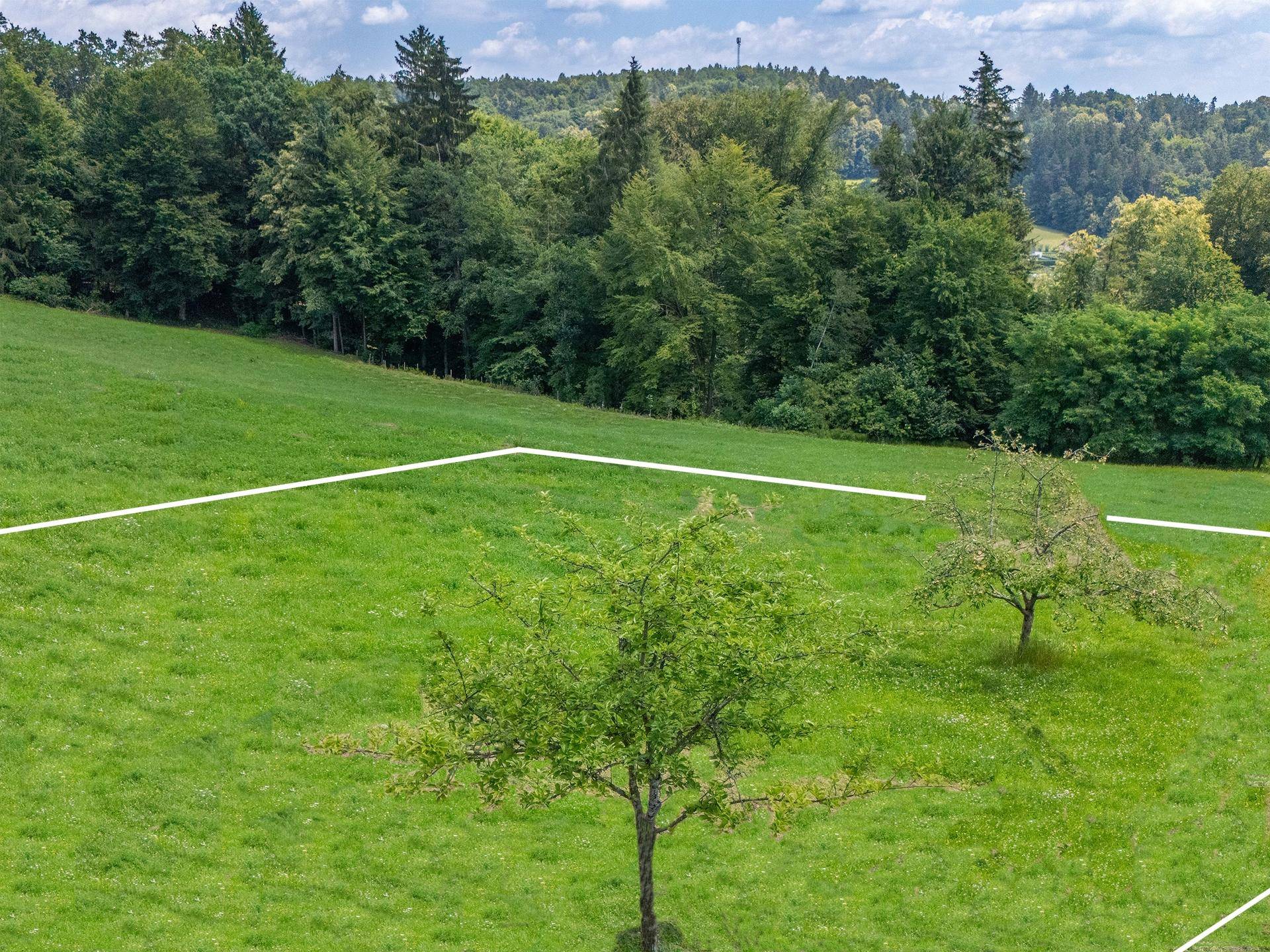 Grünes Grundstück mit markierten Grenzen, einzelnen Bäumen und einem angrenzenden Waldgebiet.