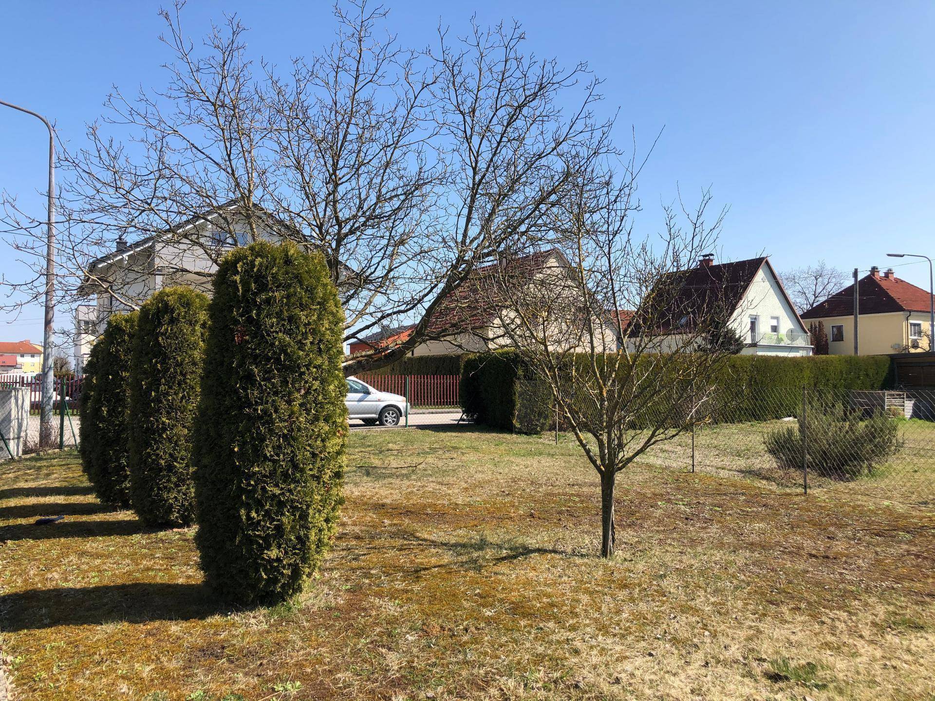 Sonniger Gartenbereich mit jungen Bäumen, Hecken und einem Auto im Hintergrund.