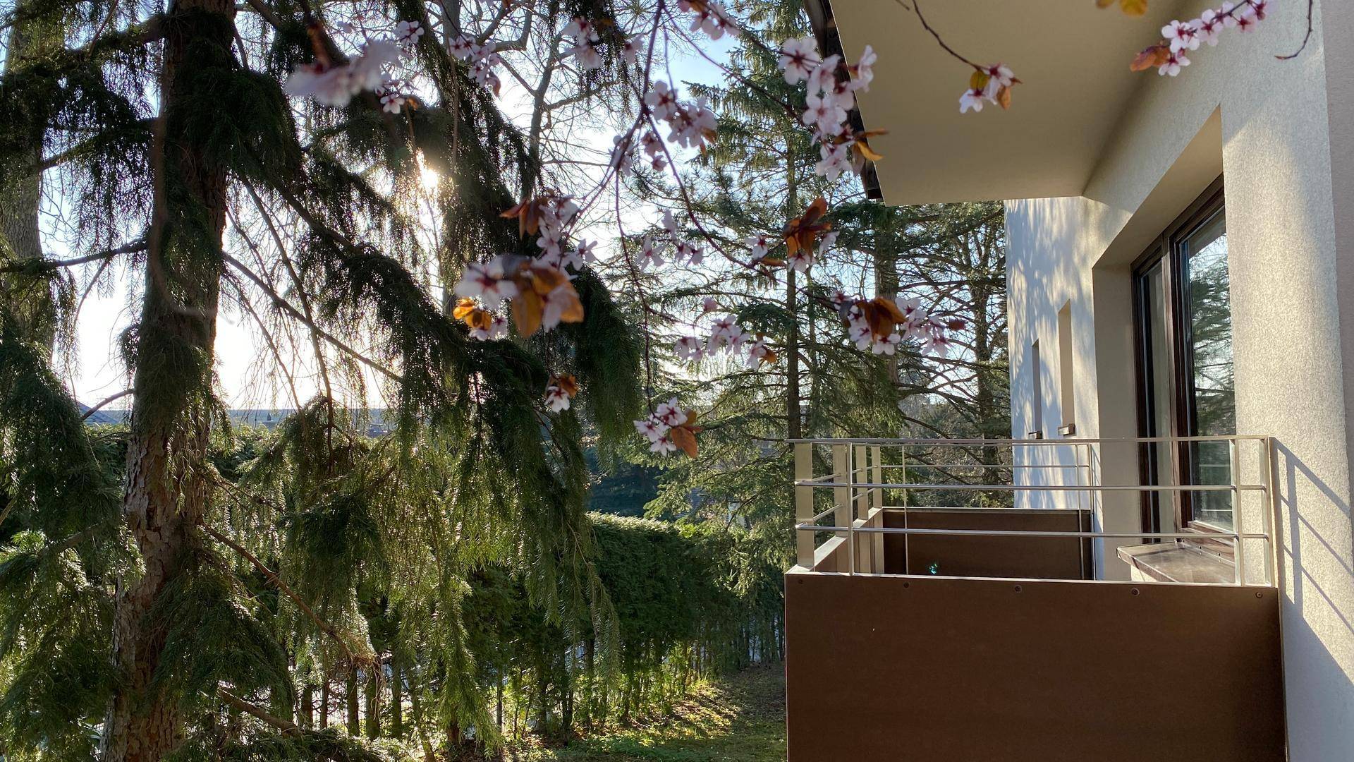 Balkon mit Blick auf blühende Bäume und sonnige, grüne Umgebung.