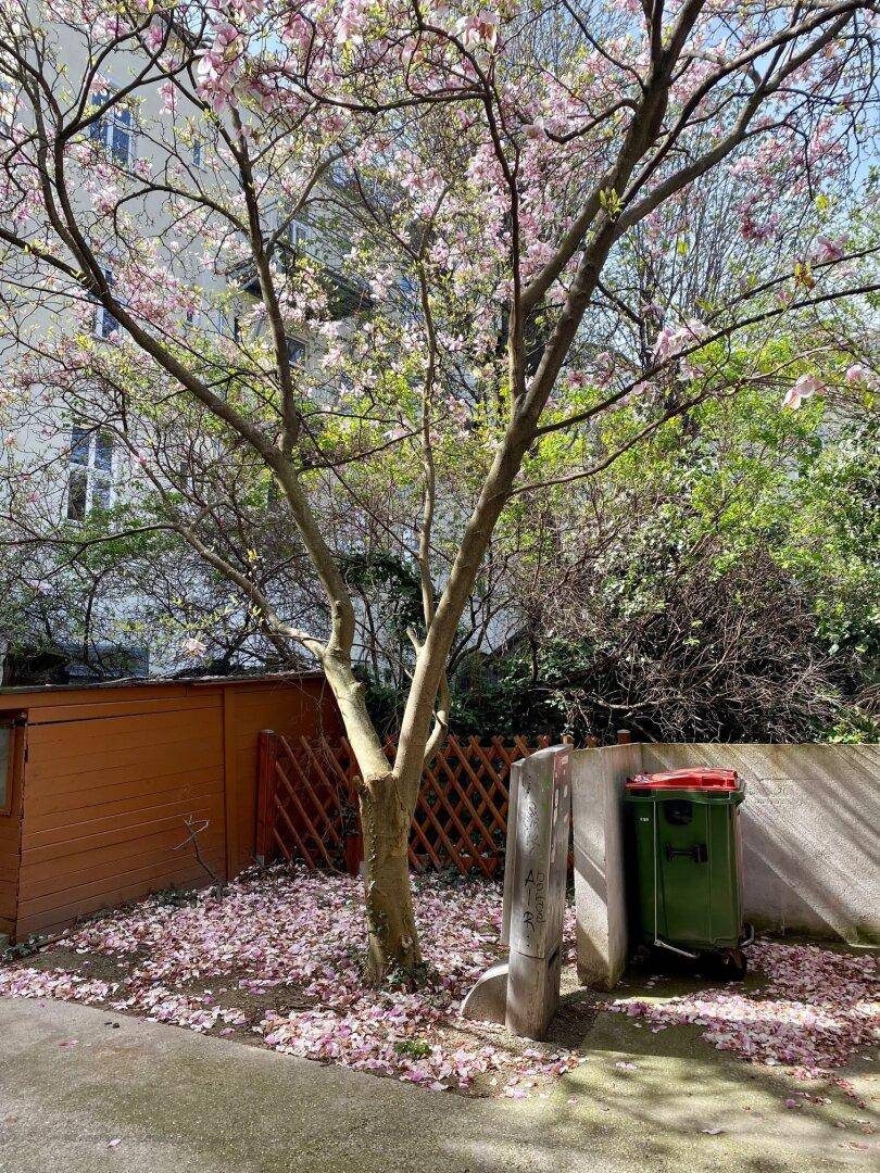 Kleiner Gartenbereich mit blühendem Baum, Schuppen und Mülltonnen, umgeben von Grün.