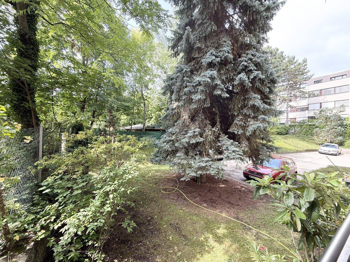 Weitläufiger Blick ins Grüne mit hohen Bäumen und einem geparkten Auto im Hintergrund.