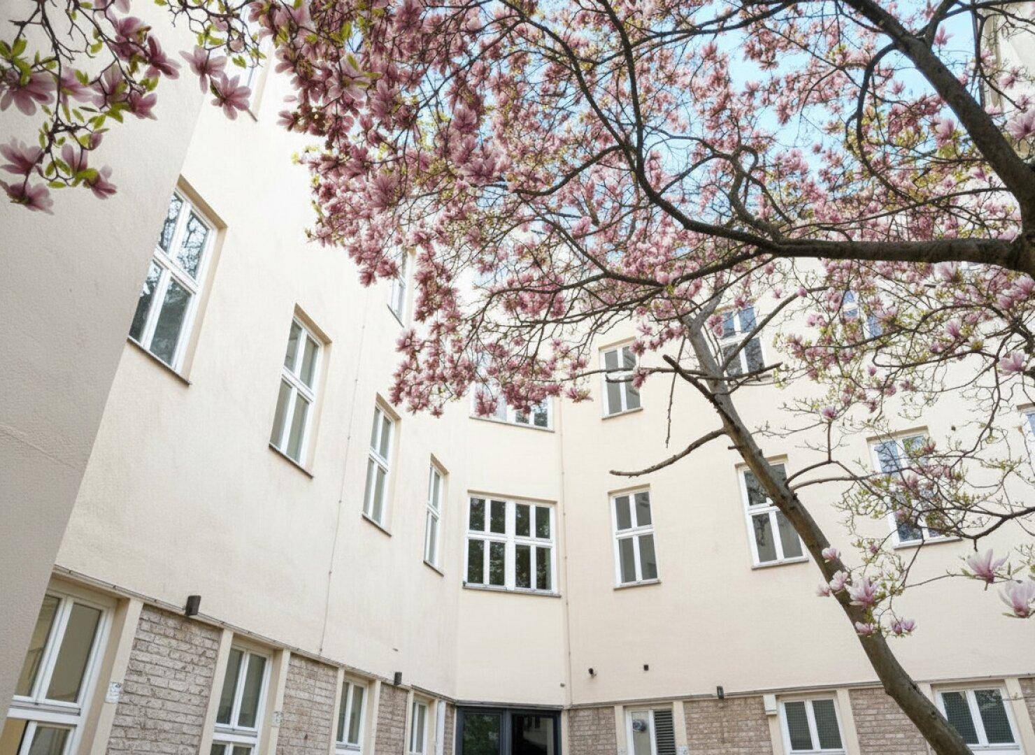 Blick in einen ruhigen Innenhof mit blühendem Magnolienbaum und hellen Gebäudefassaden im Frühling.