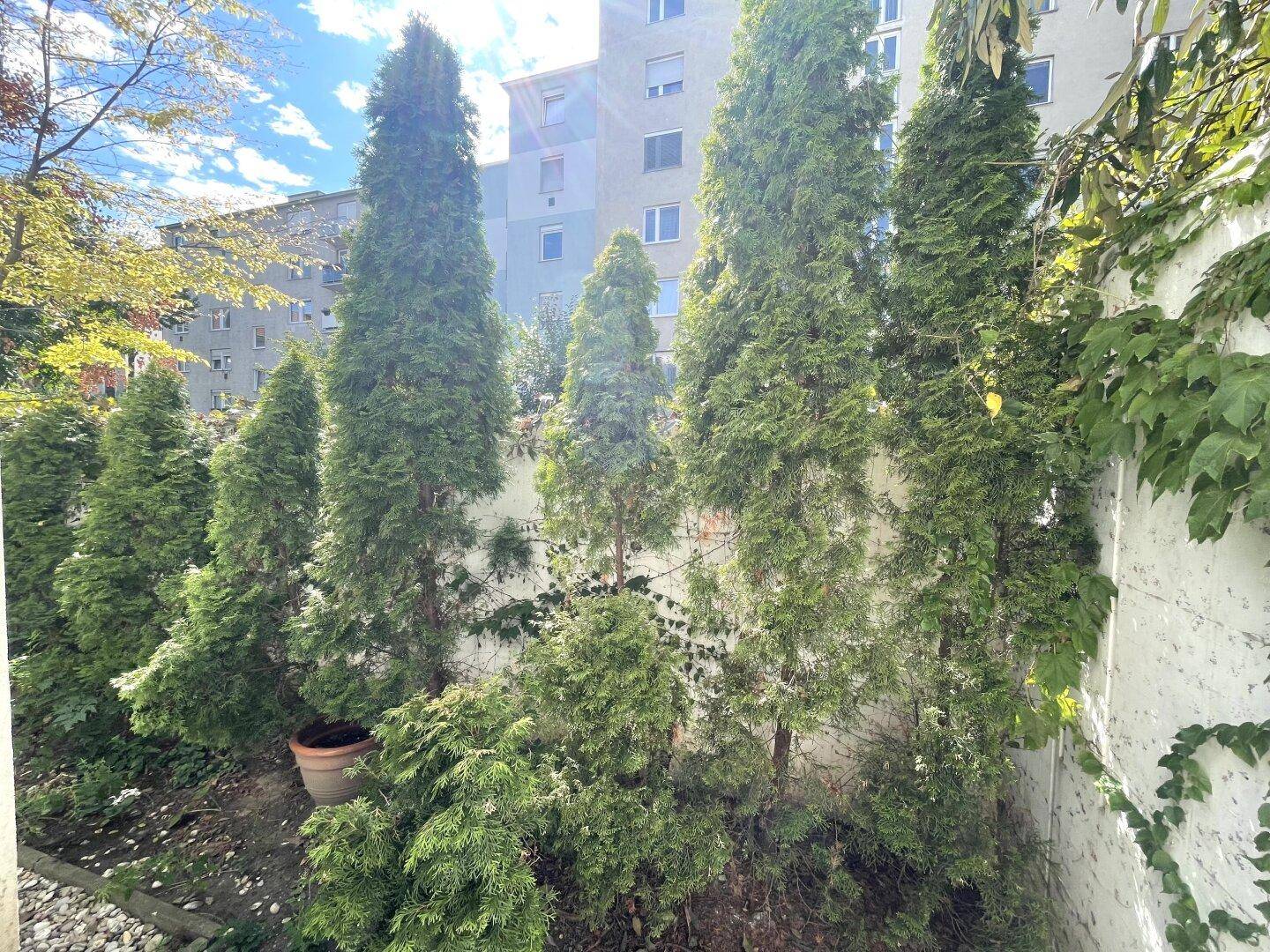 Grüner Gartenbereich mit hohen Nadelbäumen und Efeu an der Wand, bietet Privatsphäre.