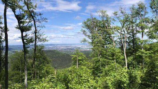 Panoramablick über eine weite Waldlandschaft mit einer Stadt in der Ferne unter blauem Himmel.