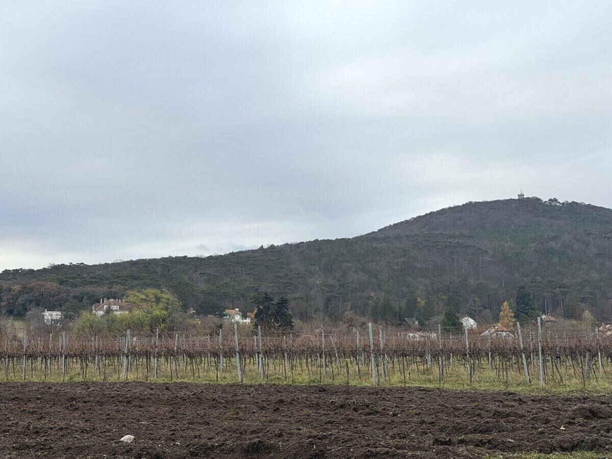 Weitläufiger Blick auf Weinberge und eine bewaldete Berglandschaft unter bewölktem Himmel.