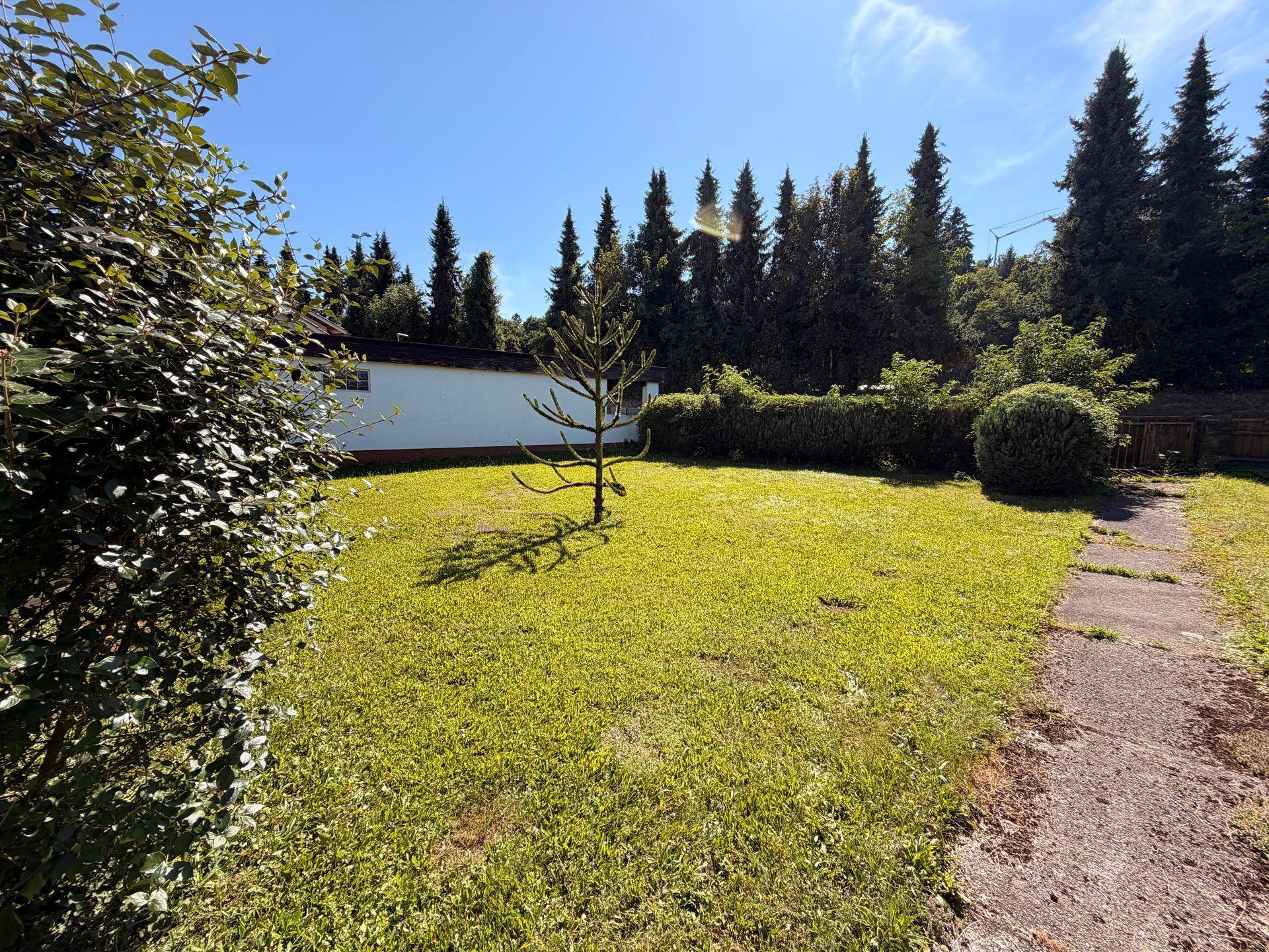 Große Rasenfläche im Garten mit einem jungen Baum und hohen Nadelbäumen im Hintergrund.