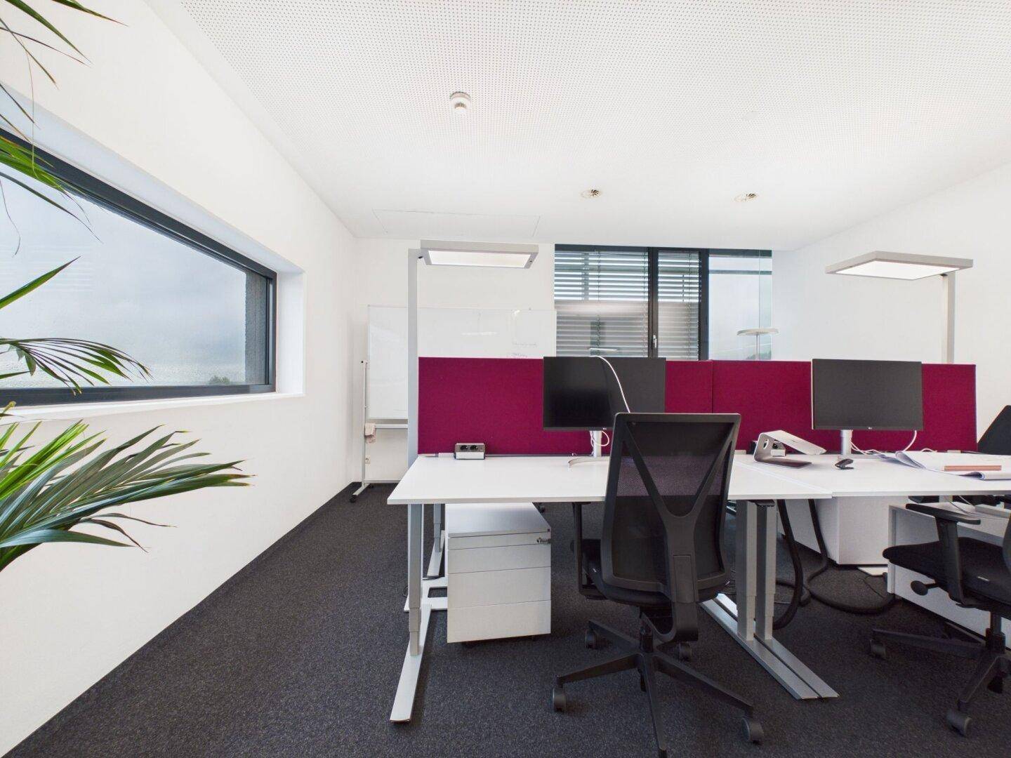 Büroraum mit magenta Trennwänden, modernen Arbeitsplätzen und einem schmalen Fensterband.