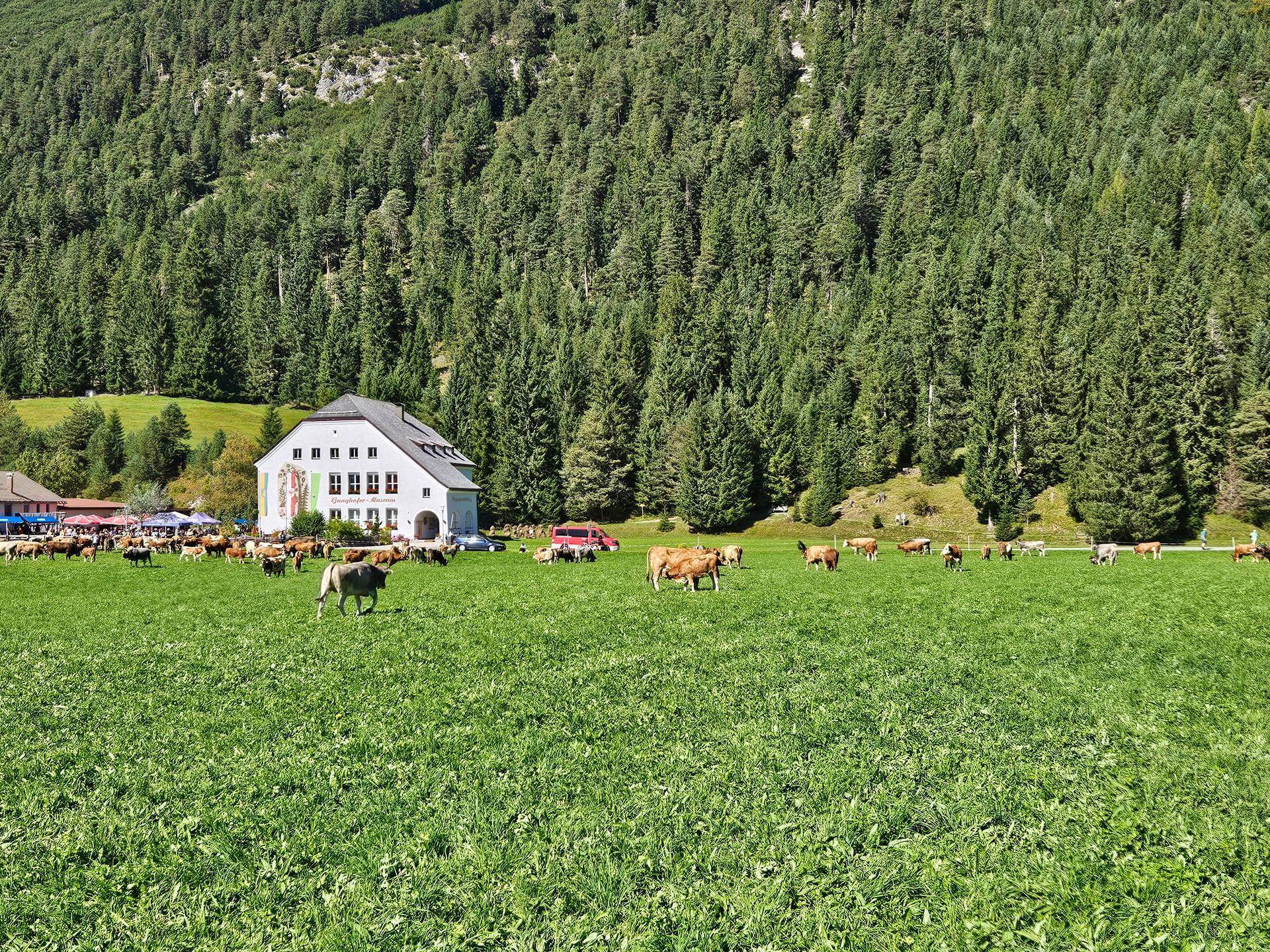 Weite grüne Wiese mit grasenden Kühen, einem Haus und einem bewaldeten Berg im Hintergrund.