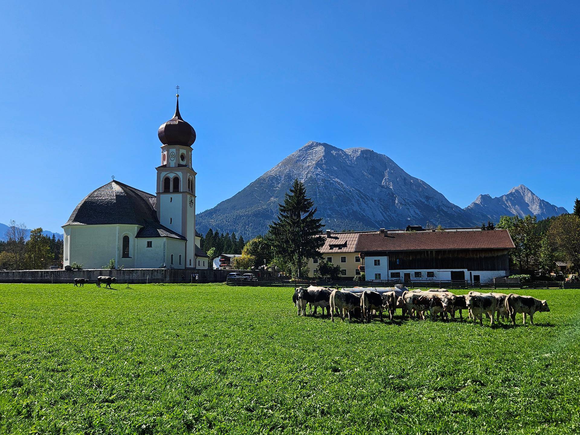 Kühe auf einer grünen Wiese vor einer malerischen Kirche und imposanten Bergen.