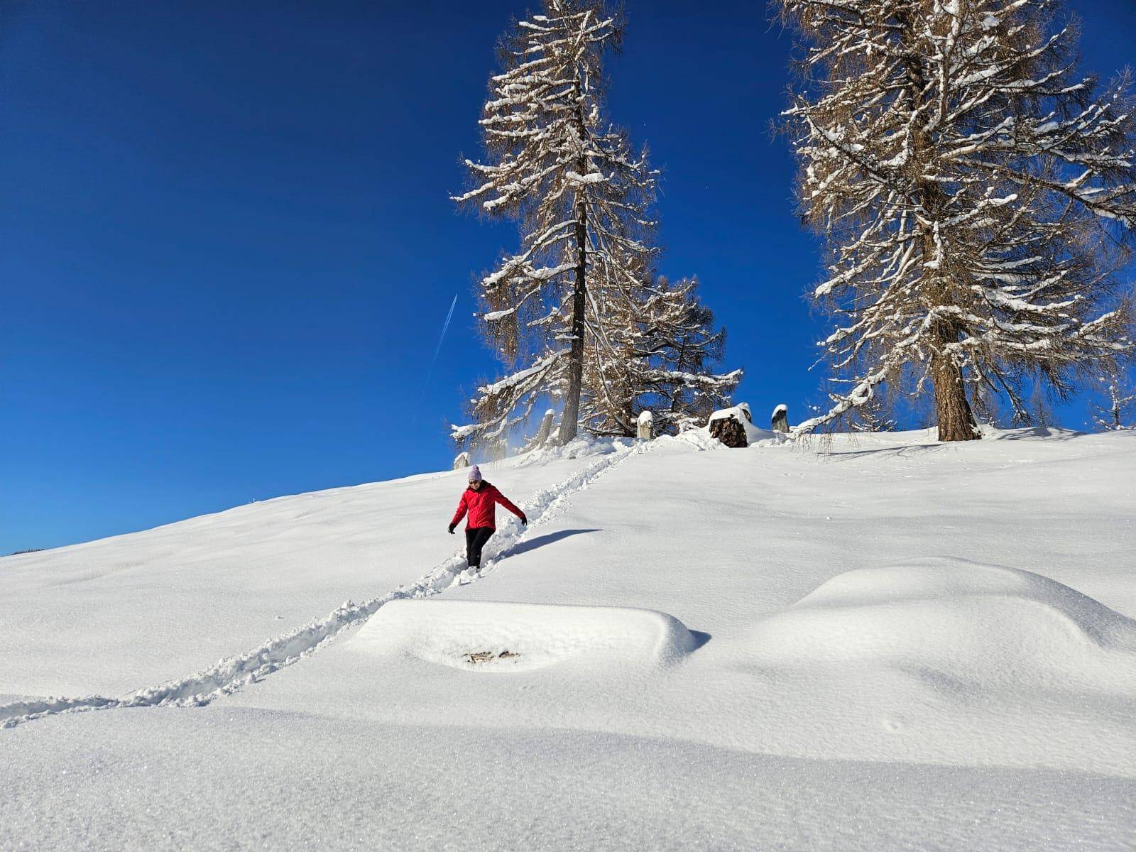Eine Person wandert durch eine verschneite Landschaft mit hohen Nadelbäumen unter strahlend blauem Himmel.