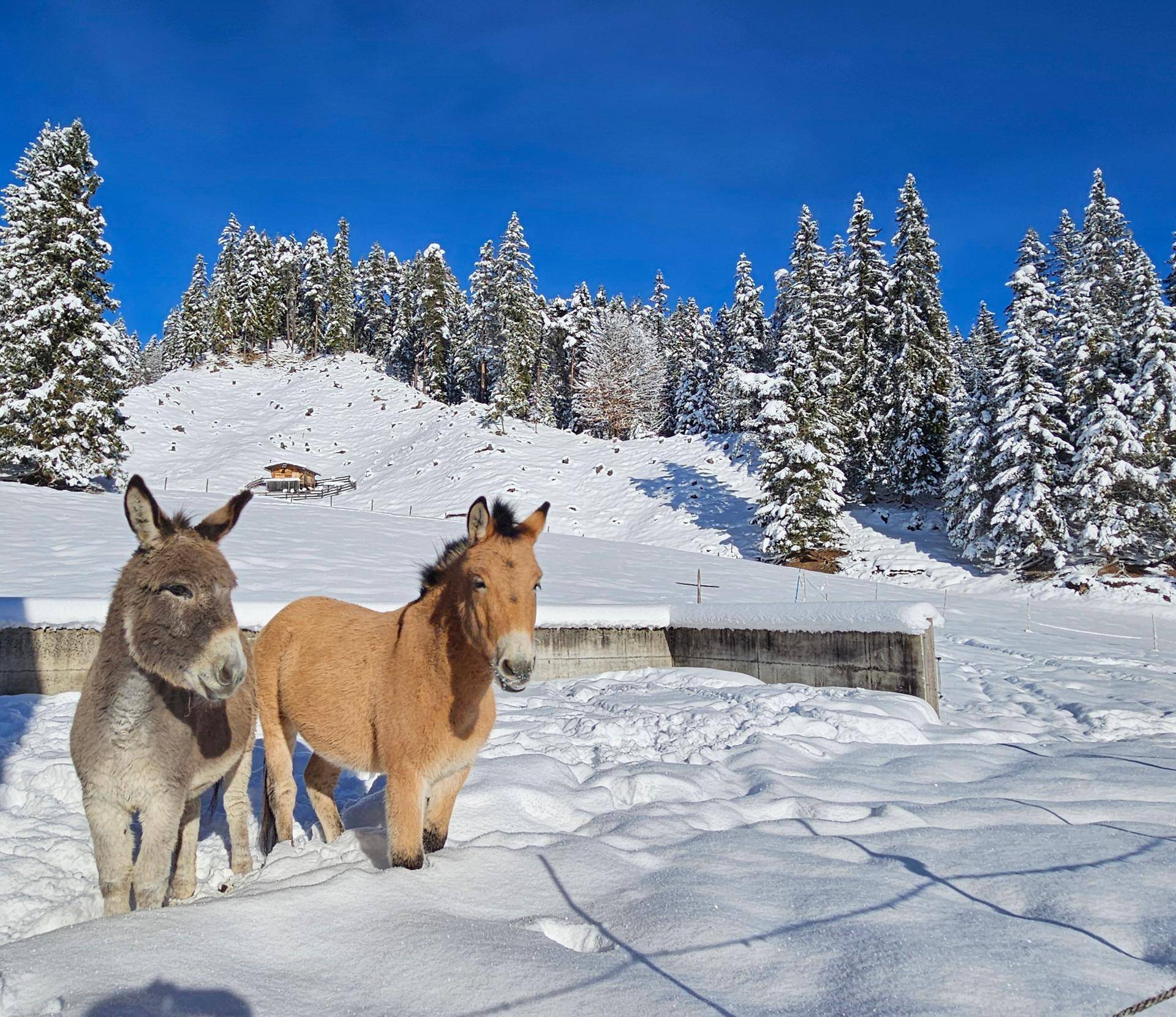 Zwei Esel stehen in einer verschneiten Winterlandschaft mit Tannenbäumen und Bergen im Hintergrund.