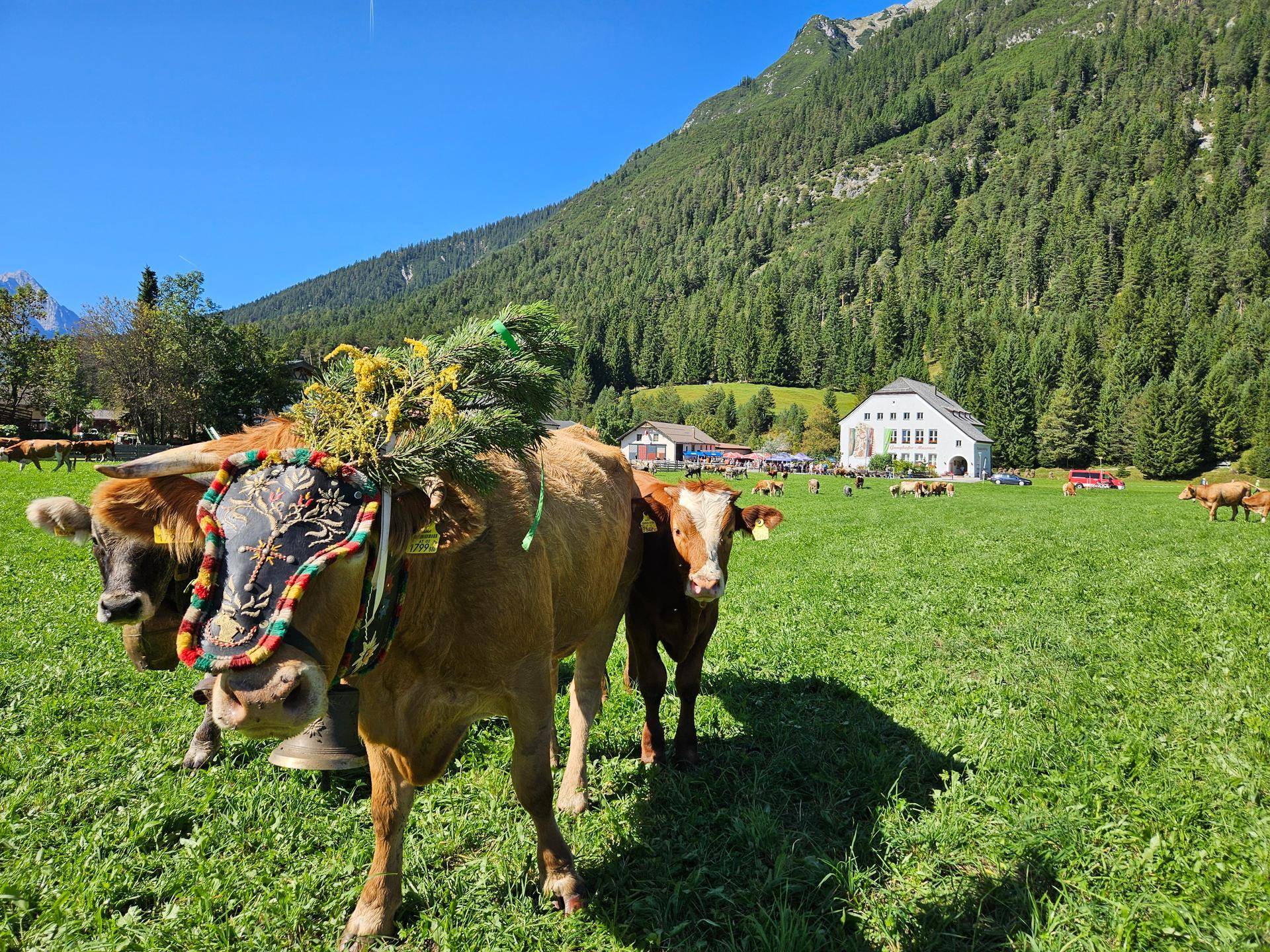 Geschmückte Kühe auf einer grünen Almwiese mit traditionellem Haus und Wald im Hintergrund.