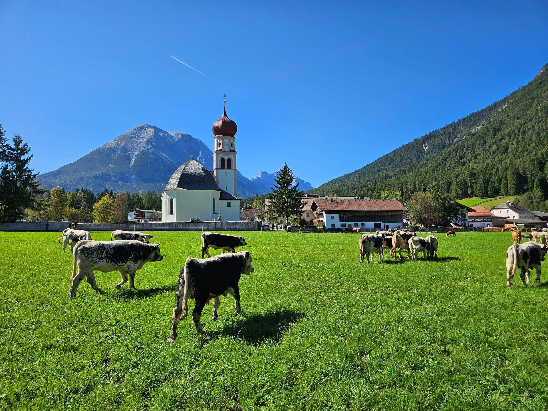 Kühe grasen auf einer saftig grünen Wiese vor einer Kirche und majestätischen Bergen.