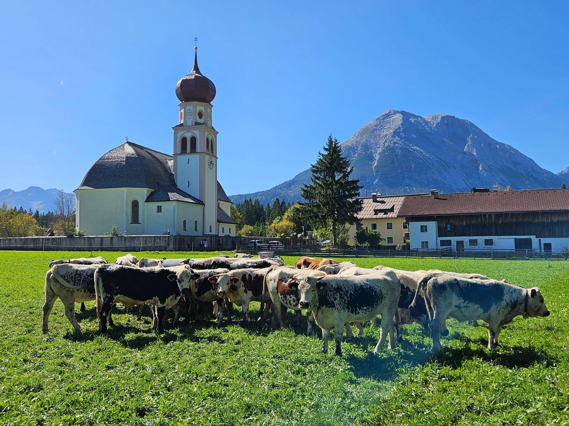 Herde Kühe auf einer saftig grünen Wiese mit einer Kirche und Bergen unter blauem Himmel.