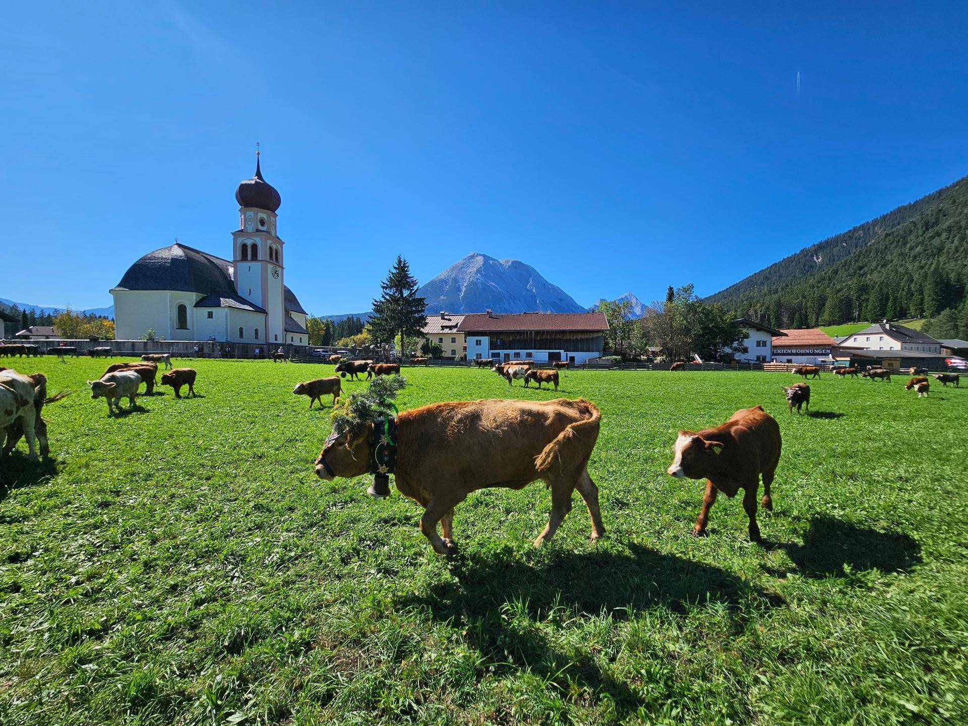 Kühe grasen auf einer grünen Wiese mit einer Kirche und Bergen im Hintergrund an einem sonnigen Tag.