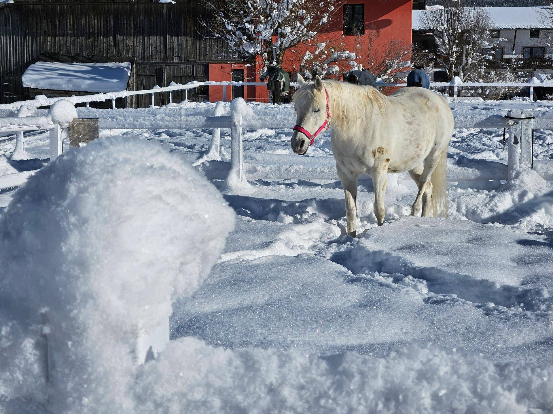 Weißes Pferd in einem verschneiten Paddock vor einem roten Gebäude an einem sonnigen Wintertag.