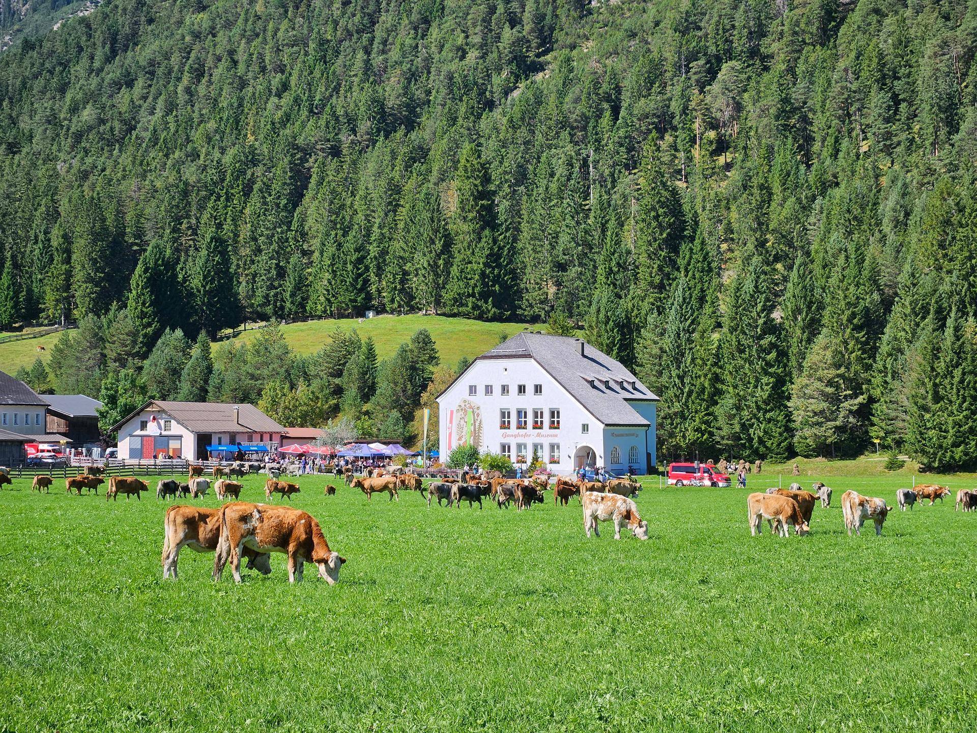 Weidende Kühe auf einer weitläufigen grünen Wiese mit Häusern und dichtem Wald im Hintergrund.