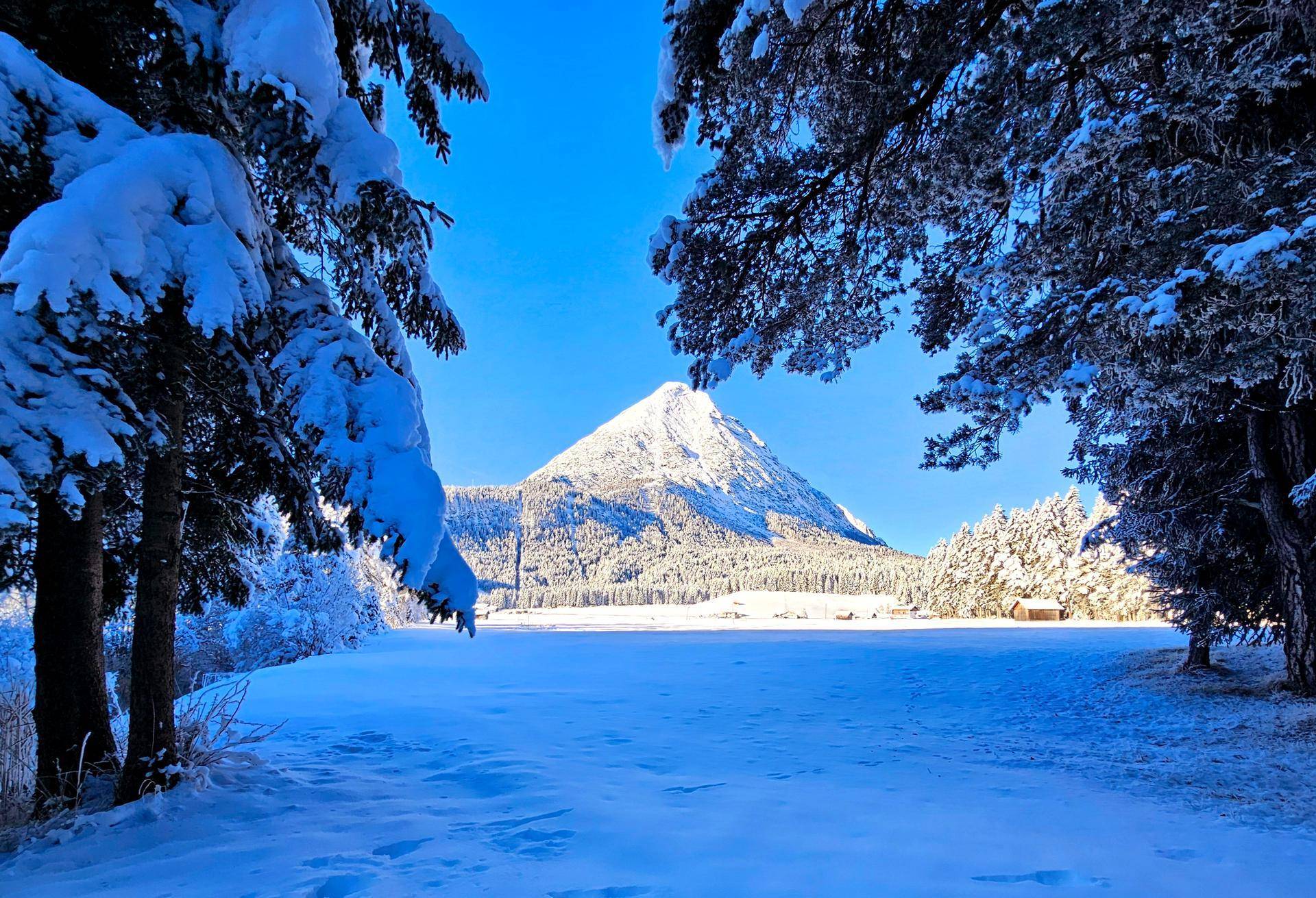 Blick durch schneebedeckte Tannen auf eine weite, verschneite Ebene und einen markanten Berg in der Ferne.
