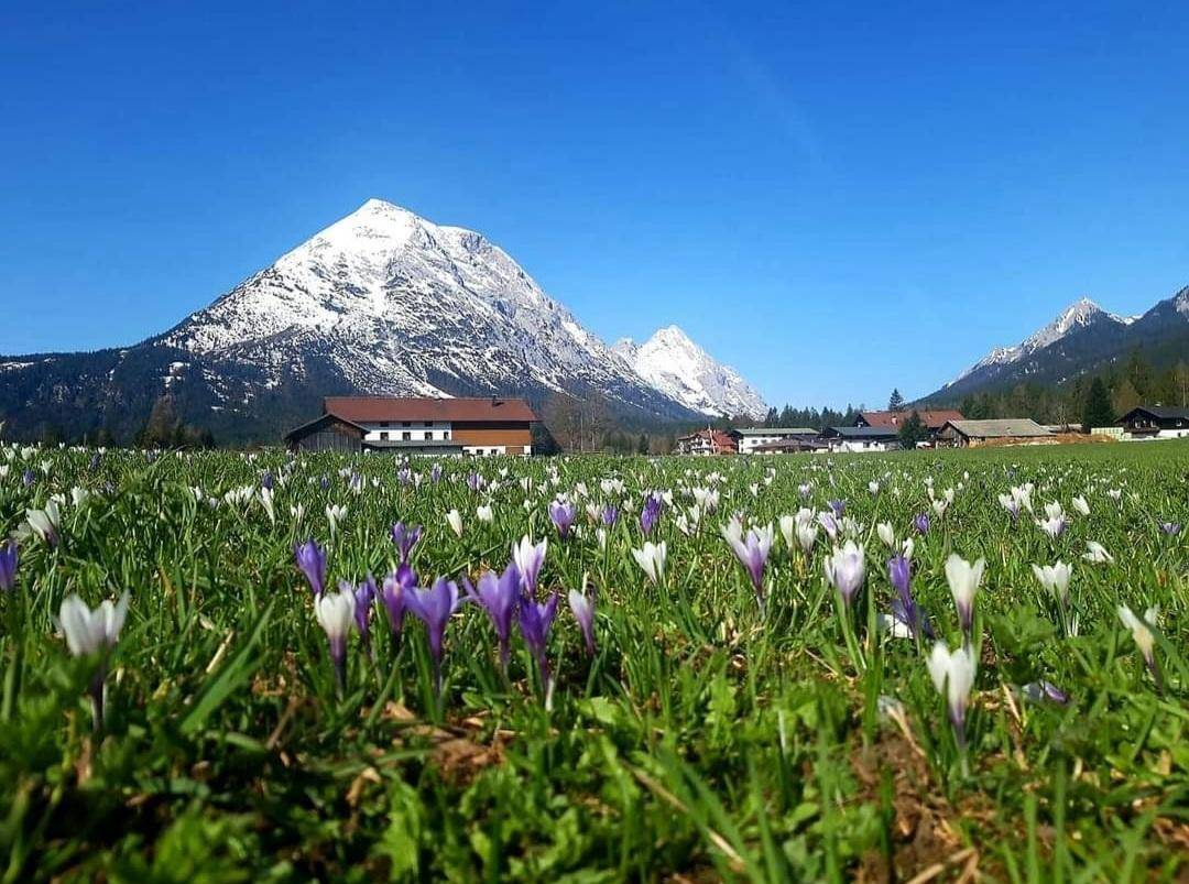 Weitläufiges Blumenfeld mit Krokussen im Vordergrund und schneebedeckten Bergen im Hintergrund unter blauem Himmel.
