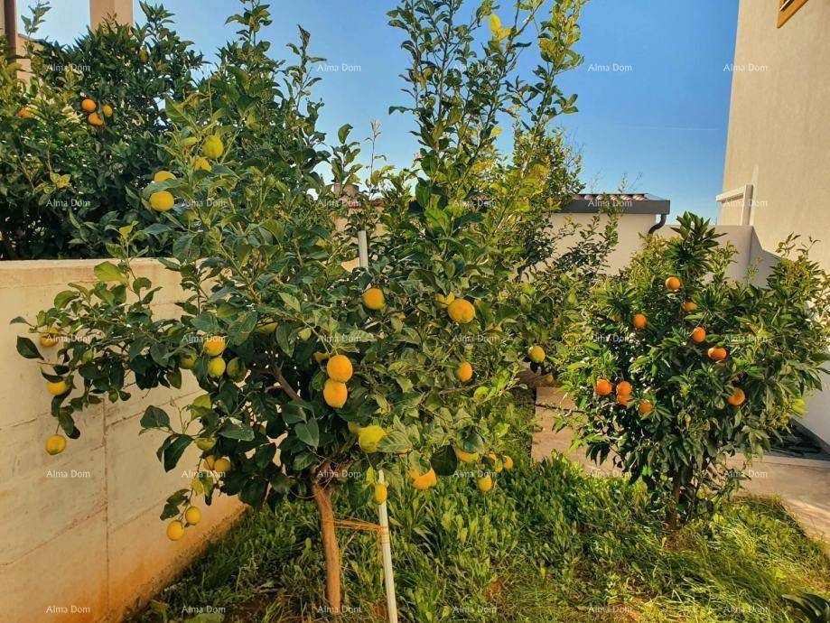 Zitronen- und Orangenbäume mit reifen Früchten im sonnigen Gartenbereich.