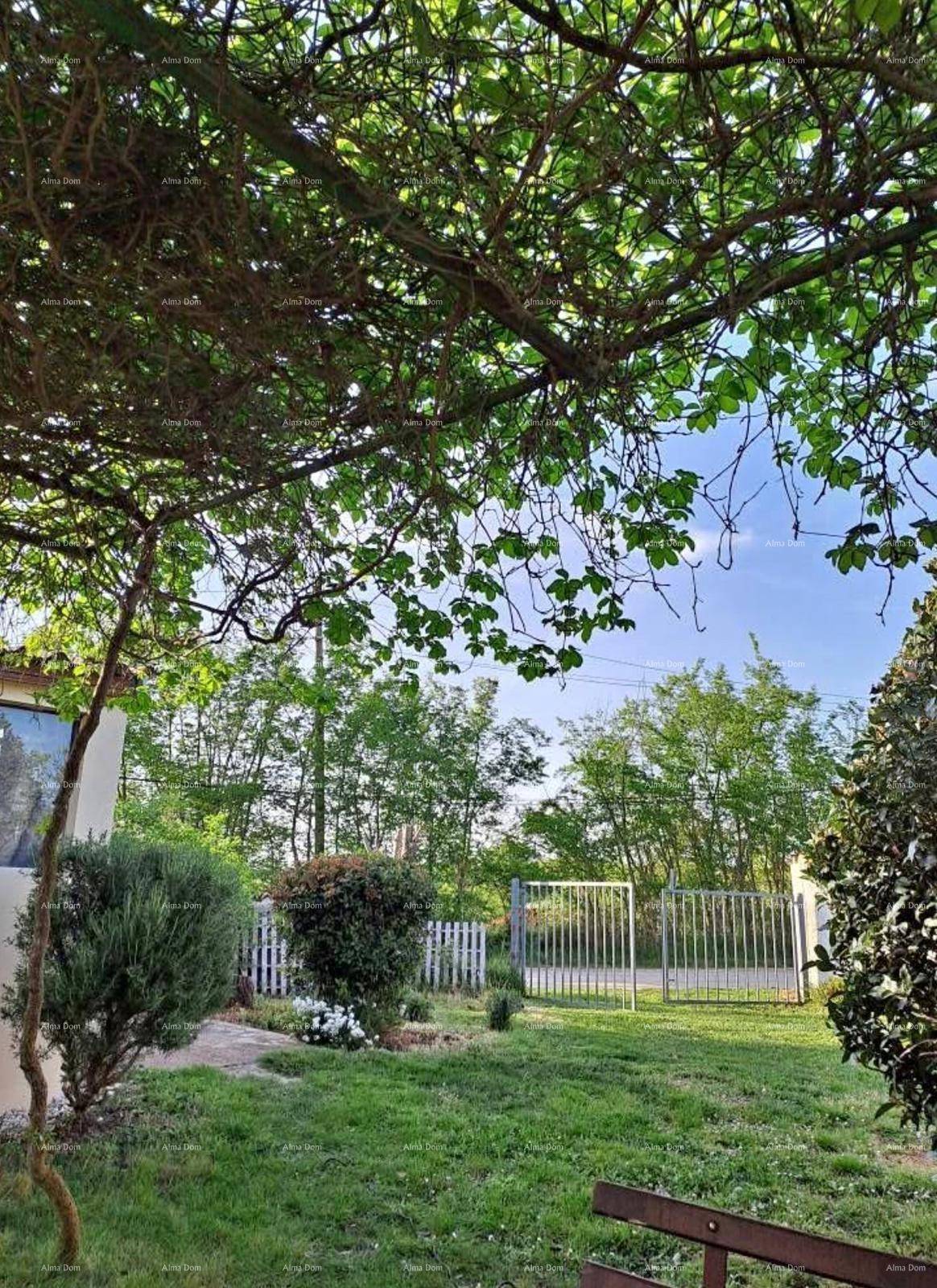 Grüner Gartenbereich mit üppiger Vegetation, einem Tor und einem Holzzaun im Hintergrund.