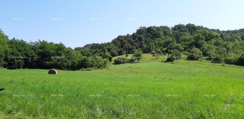 Leuchtend grünes Feld mit einem Heuballen, umgeben von dichtem Wald und einem strahlend blauen Himmel.