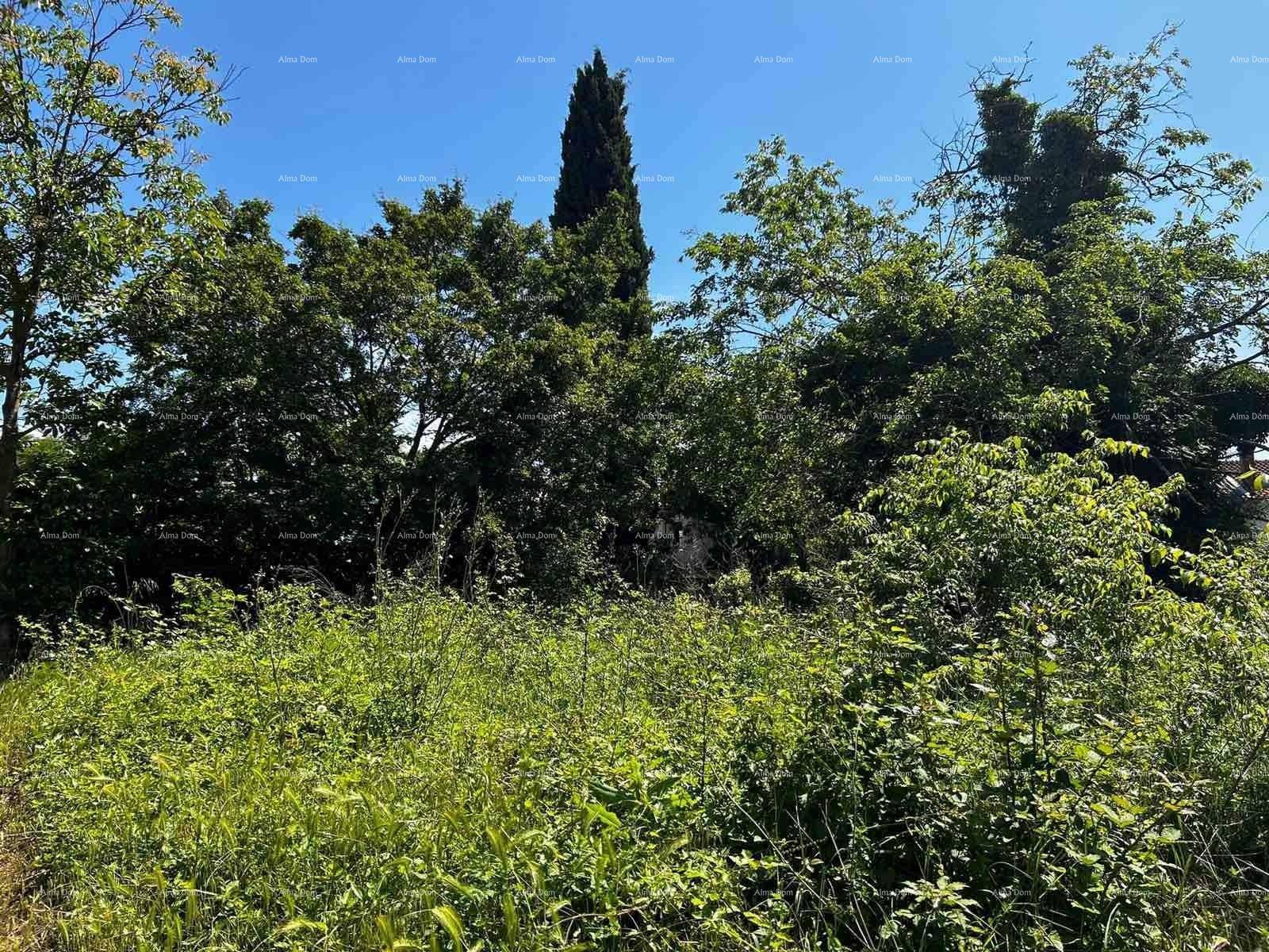 Üppig bewachsenes Grundstück mit hohen Bäumen und Sträuchern unter strahlend blauem Himmel.