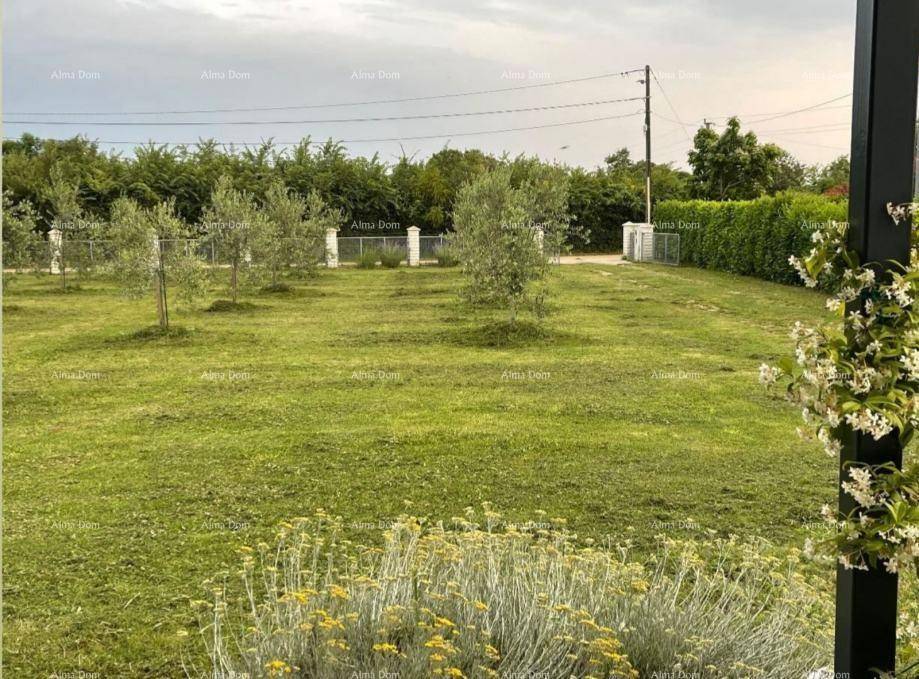 Weitläufiger grüner Gartenbereich mit jungen Olivenbäumen und einem Zaun im Hintergrund.