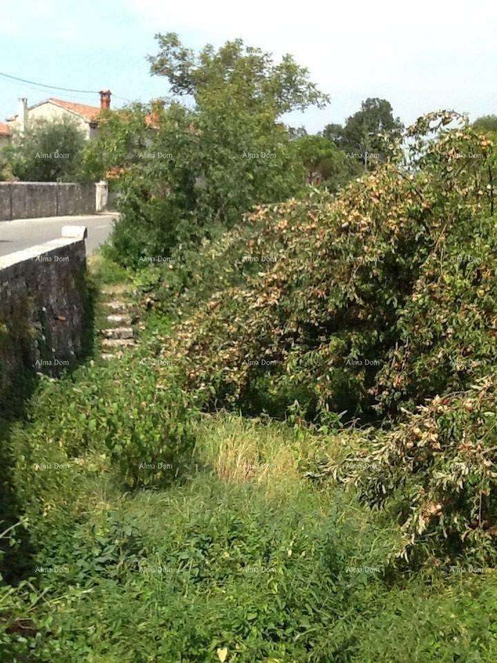 Üppige grüne Vegetation mit Bäumen und Sträuchern, die eine natürliche und ländliche Umgebung darstellen.