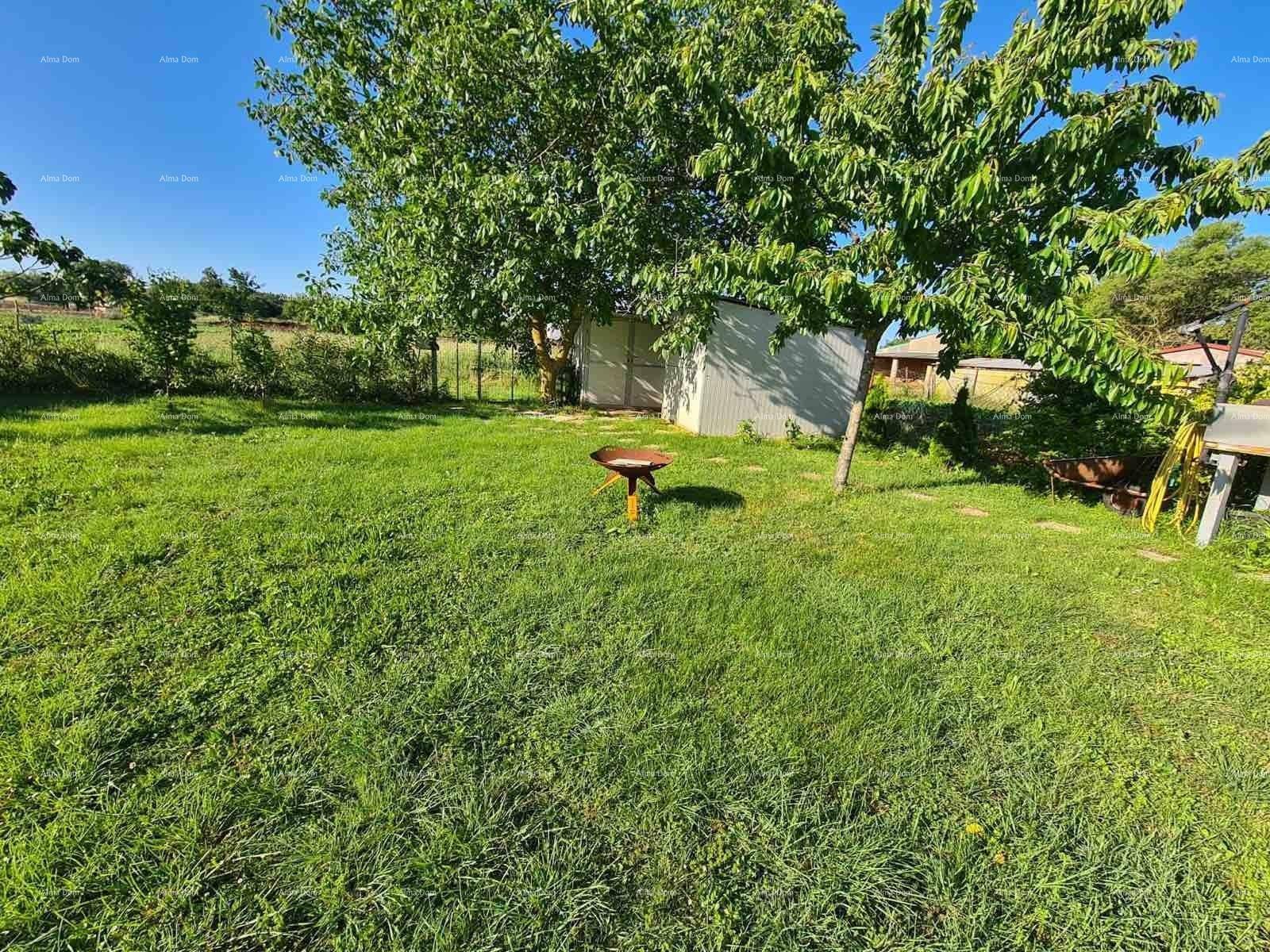 Grüne Rasenfläche im Garten mit schattenspendendem Baum und einem mobilen Grill für gesellige Abende.