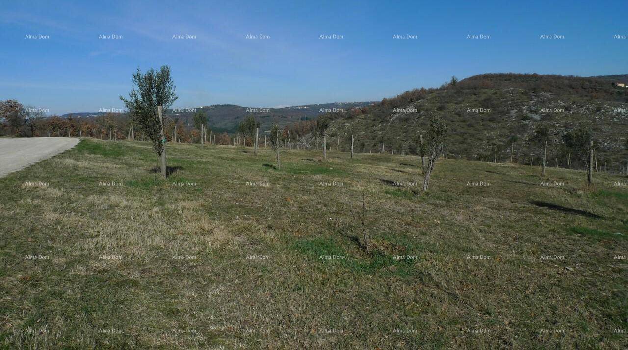 Offene, grüne Landschaft mit jungen Bäumen auf sanften Hügeln unter klarem blauem Himmel, sehr idyllisch.