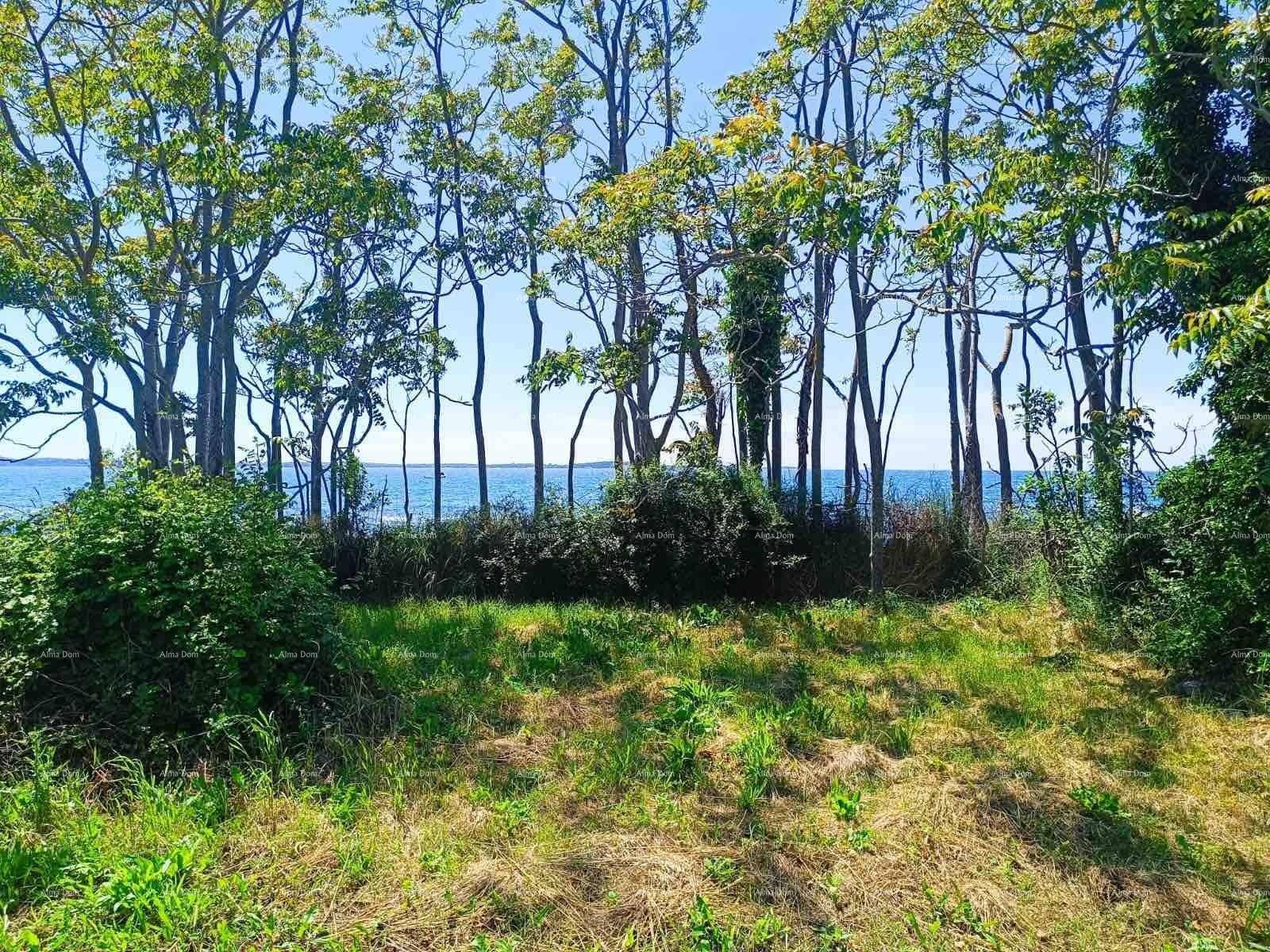Grüne Fläche mit dichten Bäumen, die einen malerischen Blick auf das dahinterliegende Meer bieten.