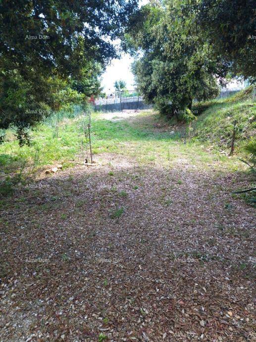 Naturbelassener Gartenbereich mit Bäumen und Laub auf dem Boden, umgeben von viel Grün.