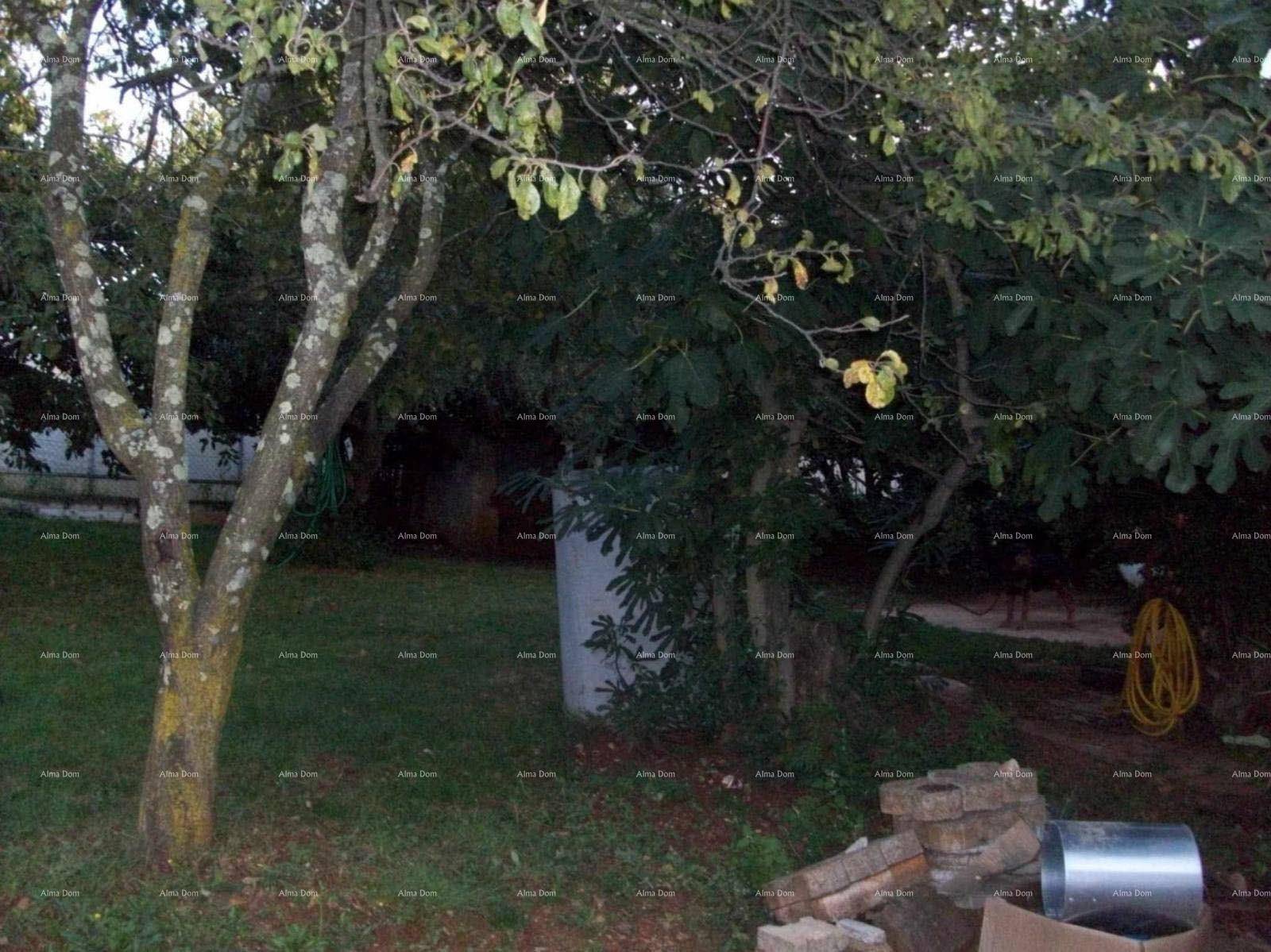Grüner Gartenbereich mit alten Bäumen und natürlicher Vegetation.
