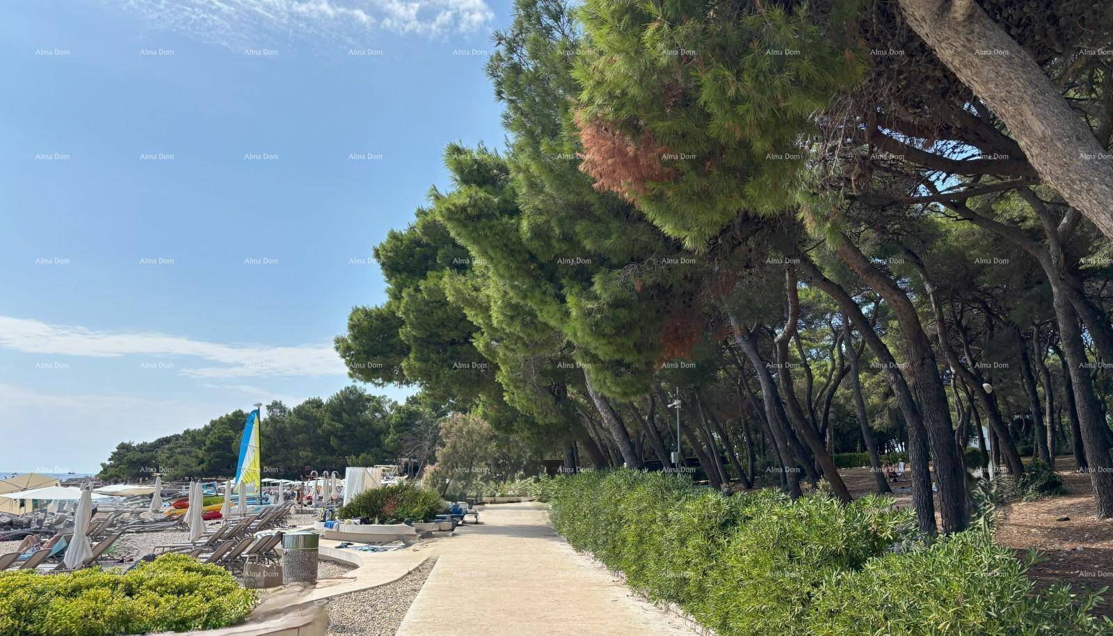 Ein sonniger Küstenweg, gesäumt von hohen Pinienbäumen, führt entlang des Strandes.