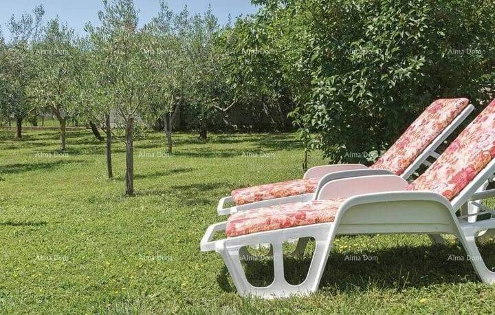 Entspannungsbereich im Garten mit Liegestühlen und Olivenbäumen im Hintergrund, sonnig.