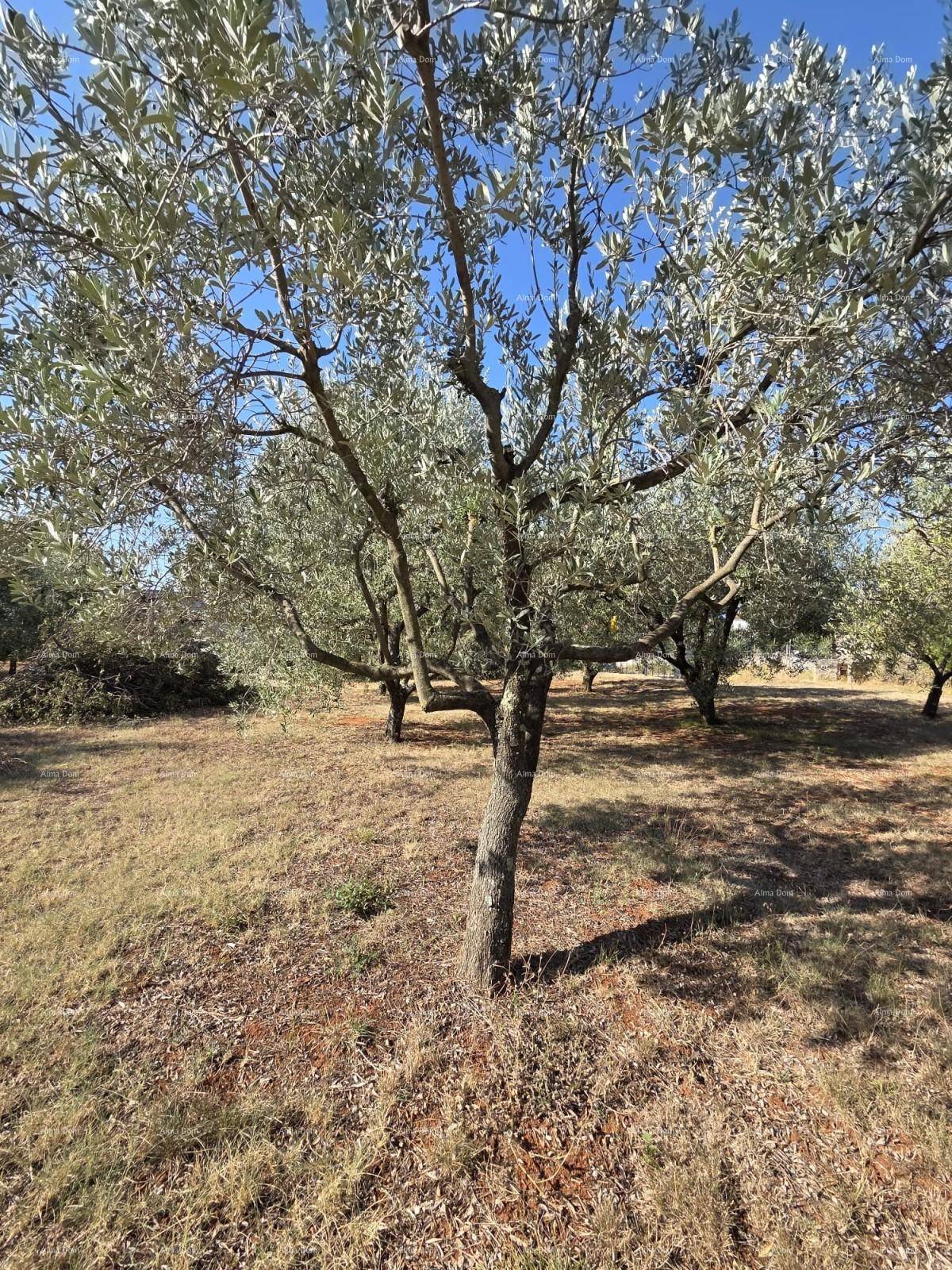 Einzelner Olivenbaum im Vordergrund eines weitläufigen Hains mit trockenem Gras und blauem Himmel.