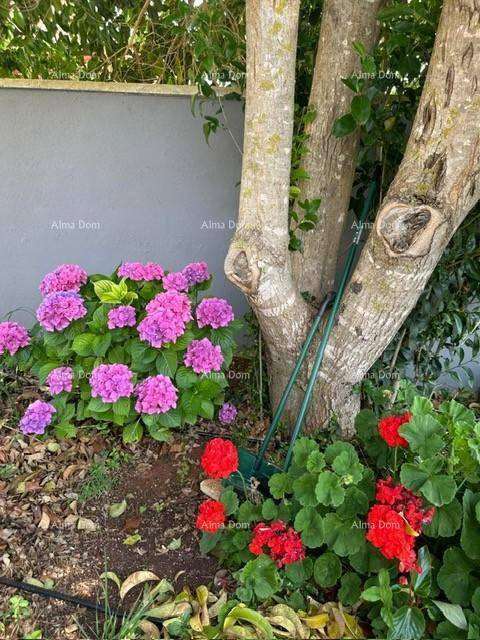 Detailaufnahme eines Baumes mit farbenfrohen Hortensien und Geranien am Stamm.
