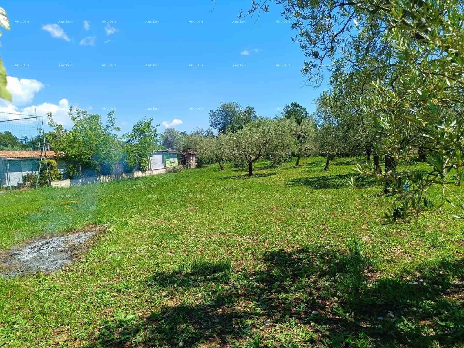 Weitläufige grüne Wiese mit Olivenbäumen im Hintergrund und einigen kleinen Gebäuden am Horizont.