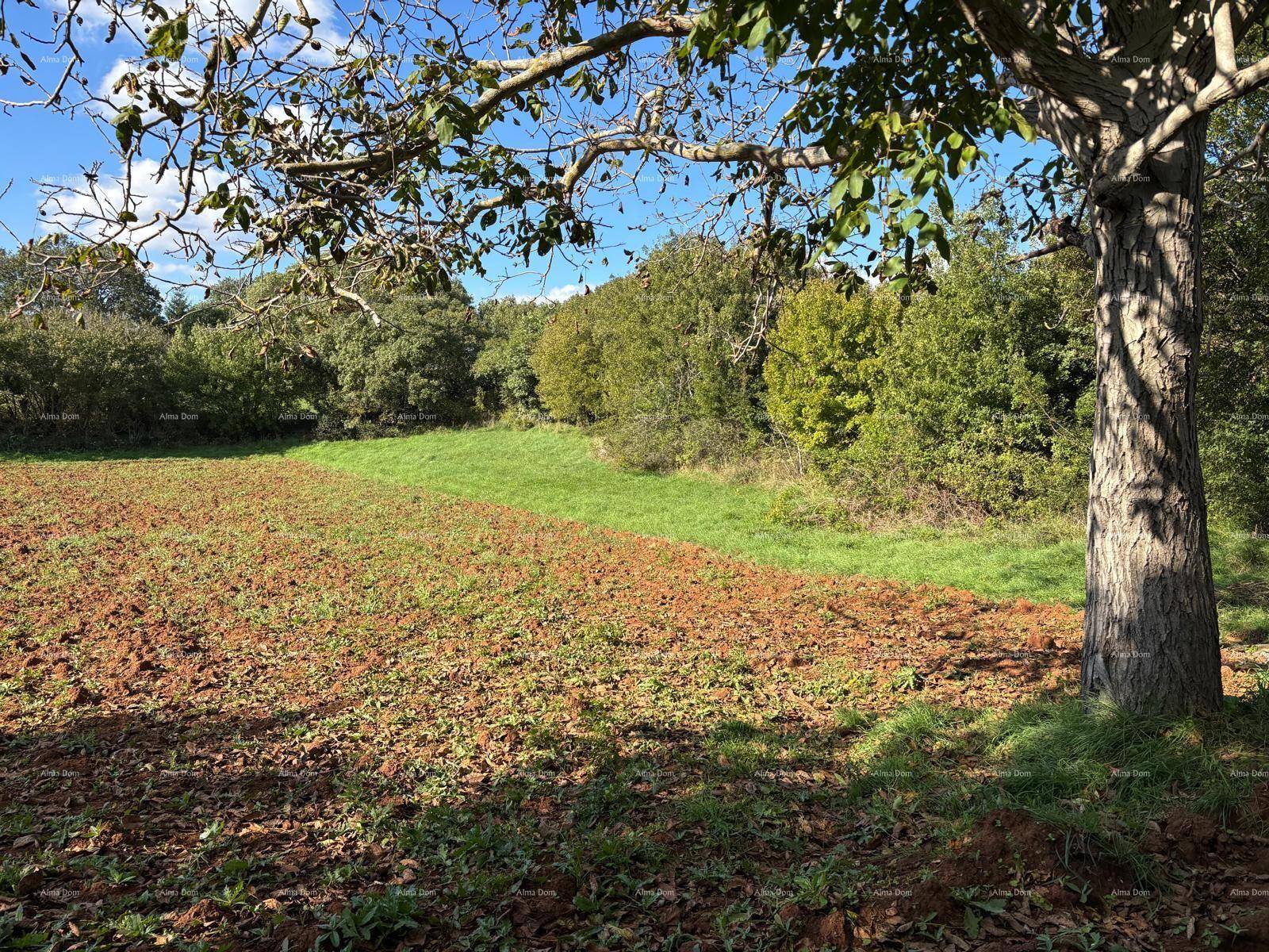 Ackerland und grüne Wiesen unter einem Baum, bereit für die Bepflanzung.