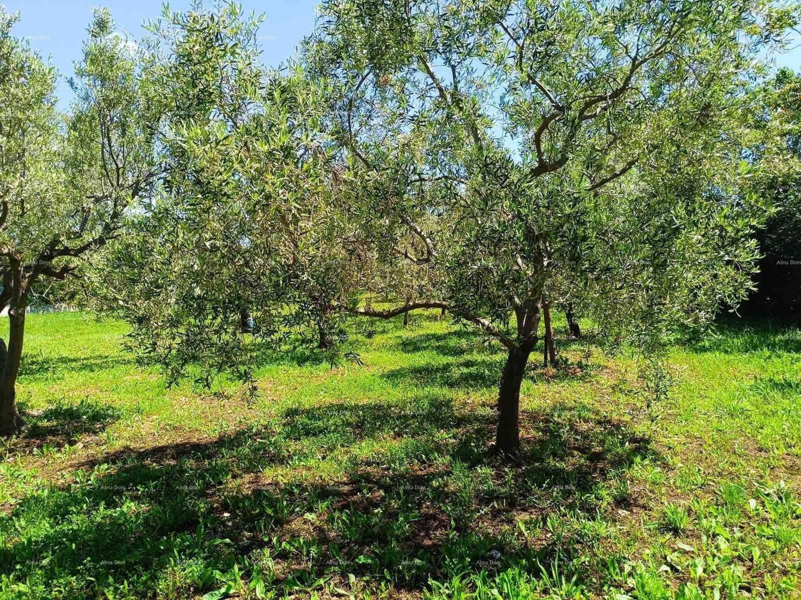 Olivenhain mit mehreren Bäumen auf einer grünen Wiese, durch die Sonnenlicht fällt.