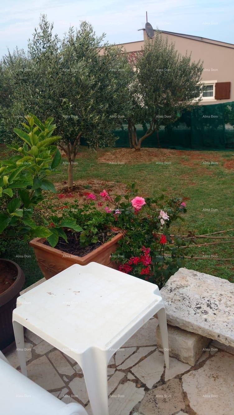 Gepflegter Gartenbereich mit Olivenbäumen, blühenden Rosen und einer kleinen Terrasse.