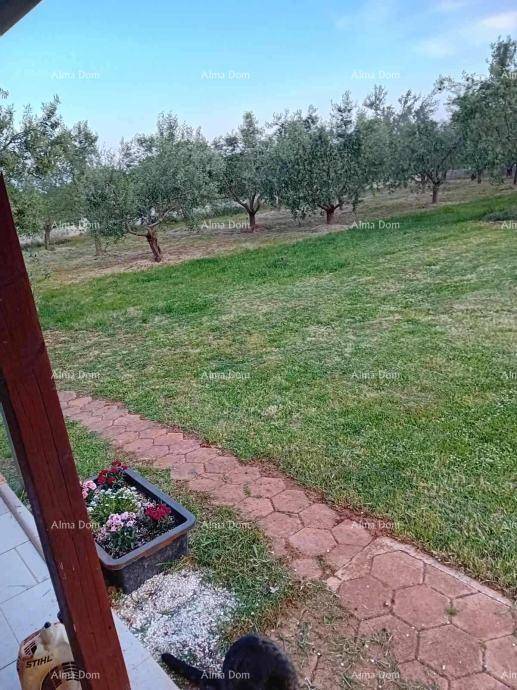 Gartenweg durch eine Rasenfläche, umgeben von reifen Bäumen und Pflanzen.
