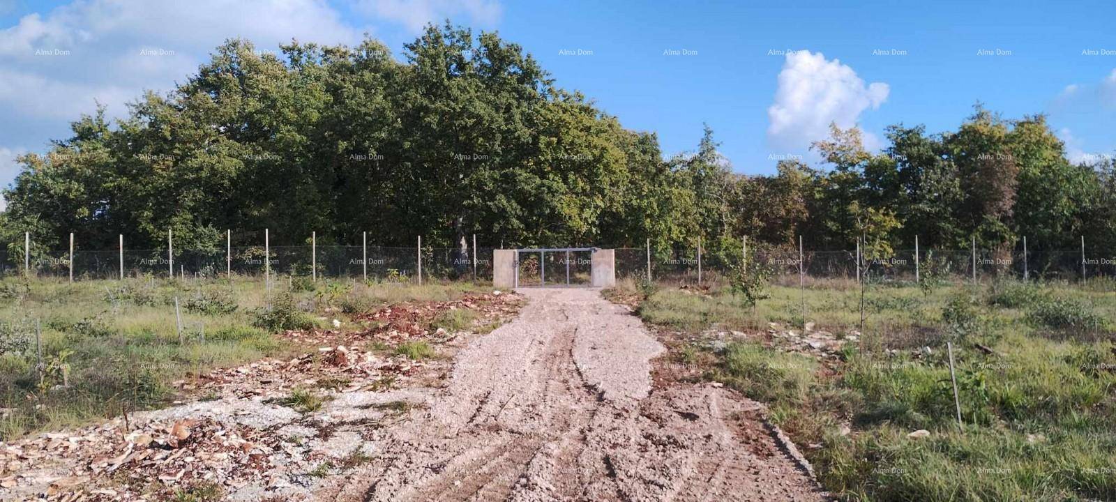 Weitläufiges Grundstück mit Zaun und Tor, umgeben von dichtem Baumbestand unter blauem Himmel.