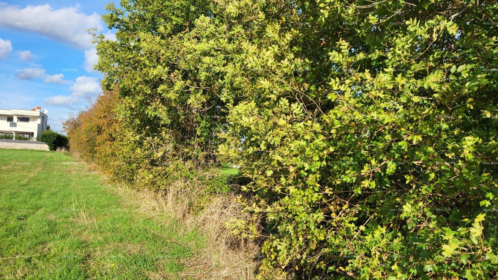 Dichte Hecke und Büsche am Rande eines Grüngeländes mit einem Haus im Hintergrund unter blauem Himmel.