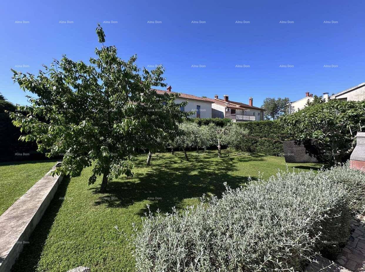 Sonniger Garten mit einem großen Baum, weitläufigem Rasen und Hecken im Hintergrund.