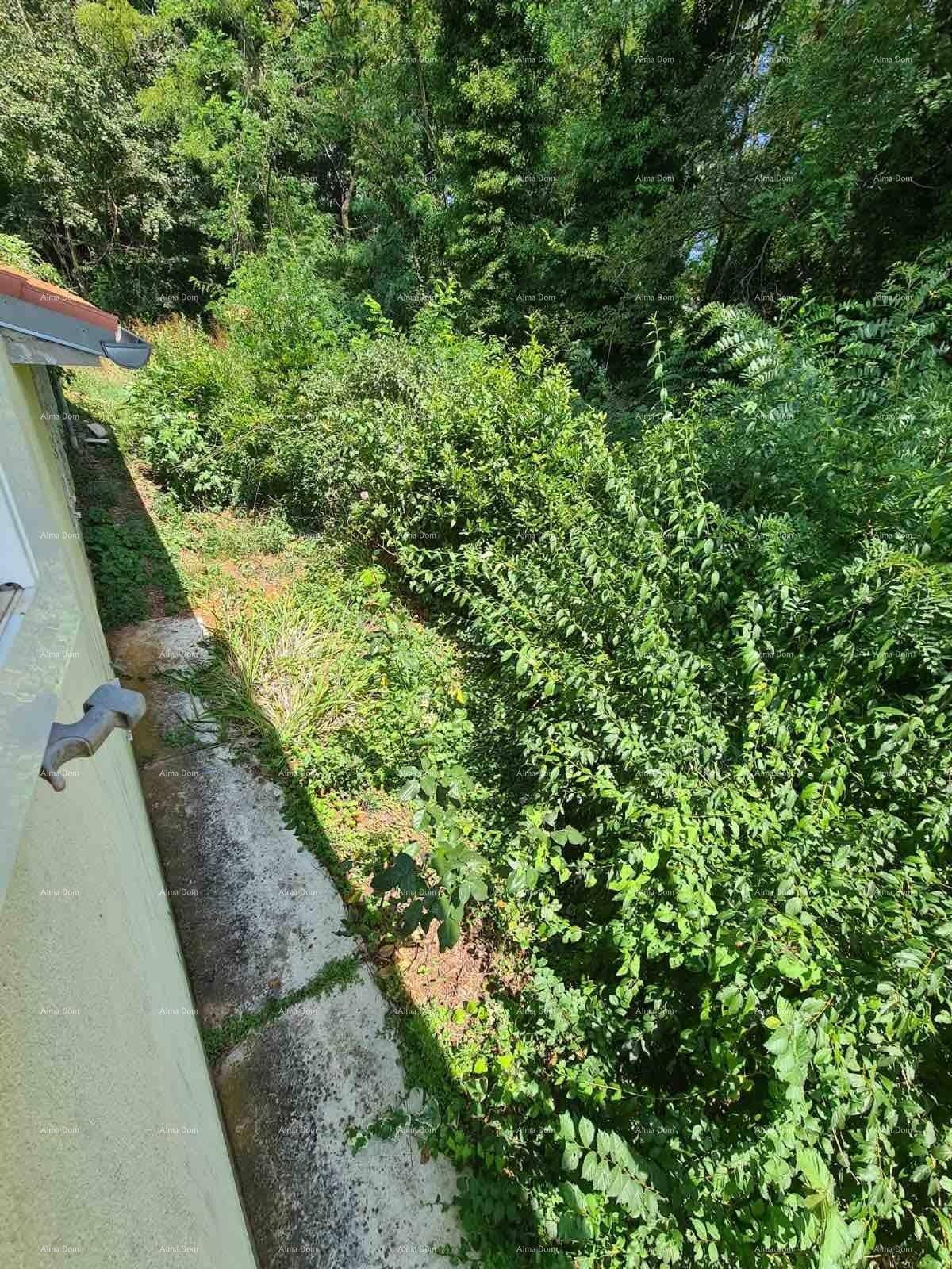 Blick auf üppiges Grün und Büsche entlang einer Gebäudewand an einem sonnigen Tag.