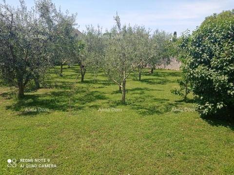 Weitläufiger Garten mit zahlreichen Olivenbäumen und grünem Rasen unter blauem Himmel.